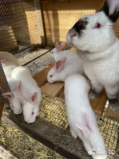 Кролики мясных пород