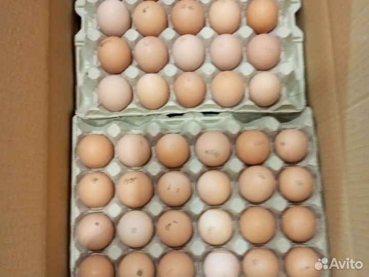 Инкубационное яйцо бройлера