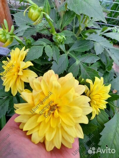 Георгины Патио вегетативные