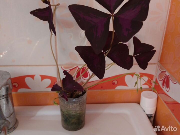 Кислица,суккуленты, кактусарий, пиперомии