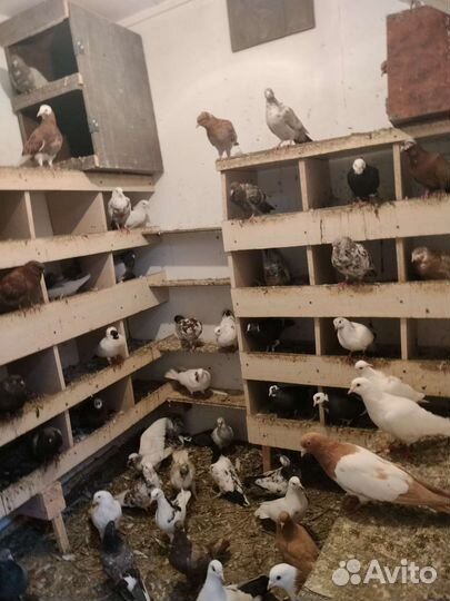 Продажа Голубей