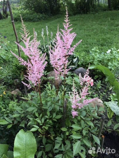 Растения для сада