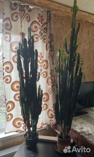 Кактус молочай трехгранный