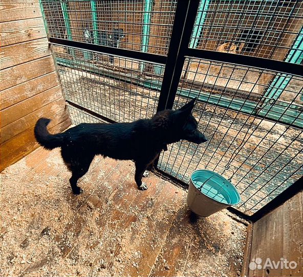 Помогите с выгулом или заберите Брэнду домой