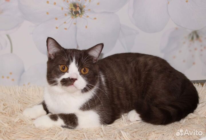 Кот британский