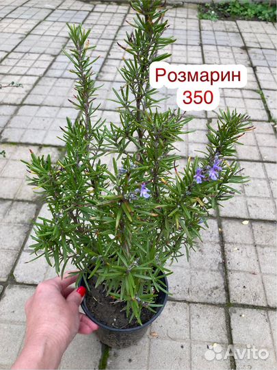 Лекарственные, прянные растения для посадки