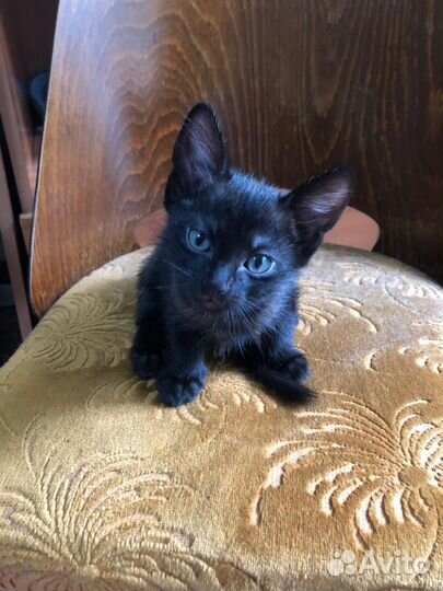 Котята бесплатно