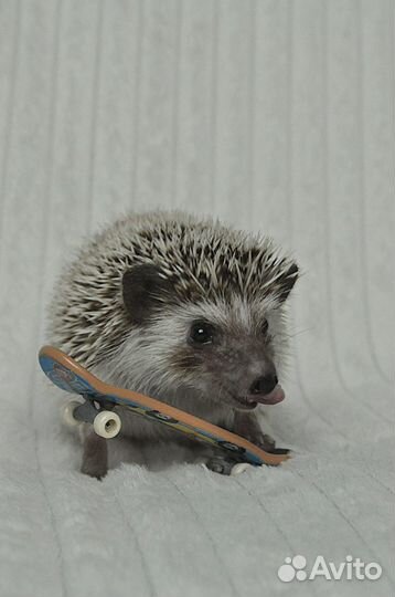 Африканский карликовый еж