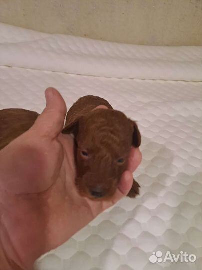 Щенки той пуделя. Мальчики. С. документами. скор