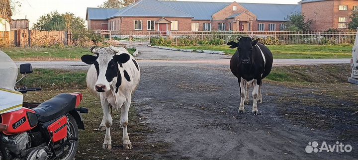 Корова дойная