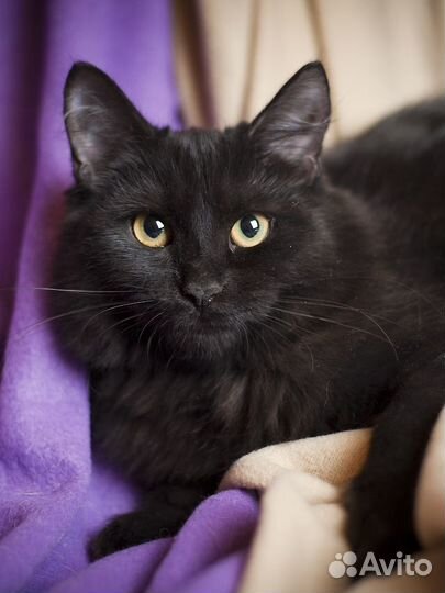 Черные кошки, коты и котята (коттэ)