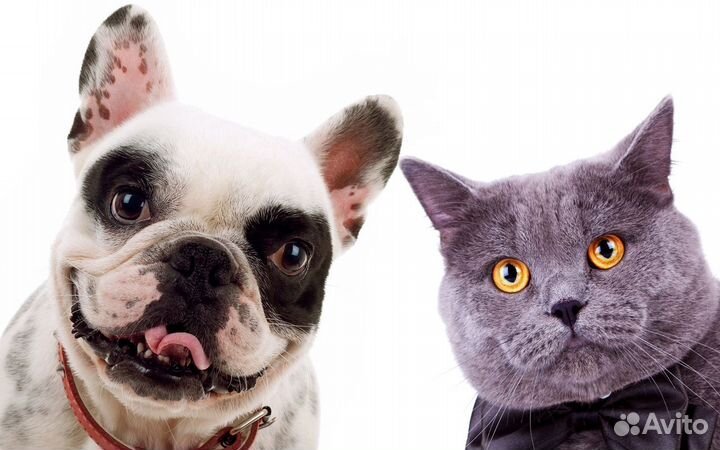 Передержка