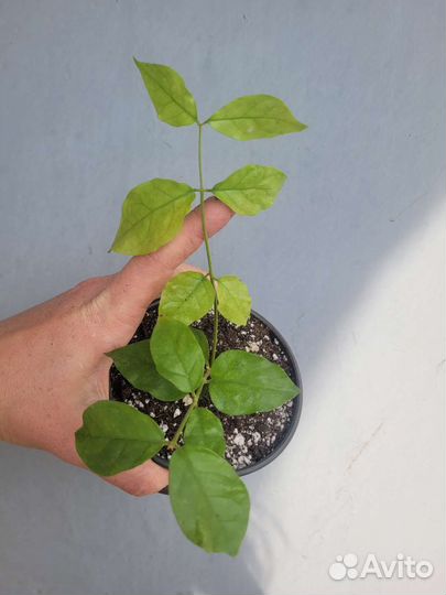 Комнатный жасмин самбак