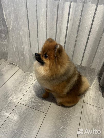 Немецкий шпиц вязка
