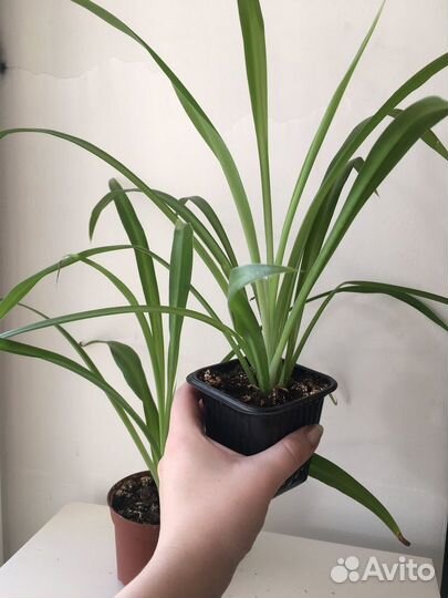 Молодые комнатные растения хлорофитум