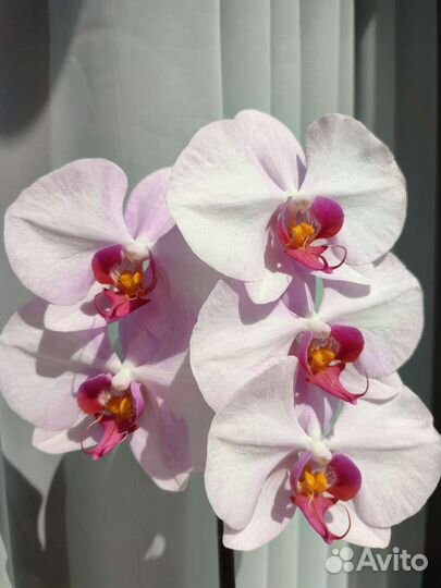 Орхидея фаленопсис цветёт