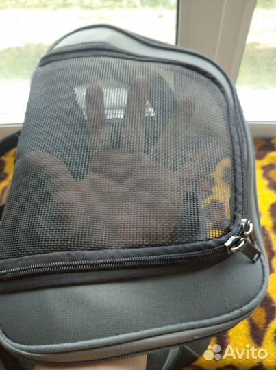 Рюкзак для кошек