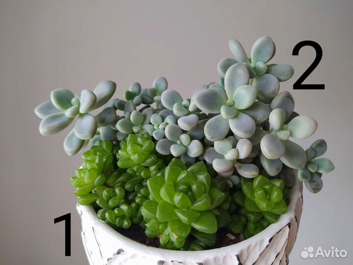 Суккуленты / комнатные растения