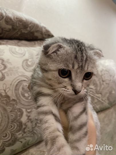 Шотландская вислоухая девочка