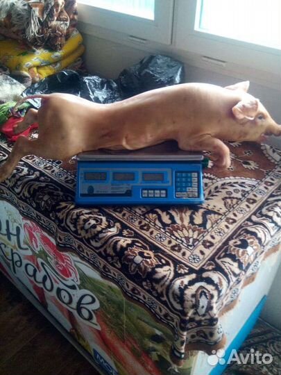 Молочные поросята