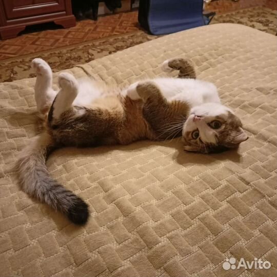 Вислоухий котик