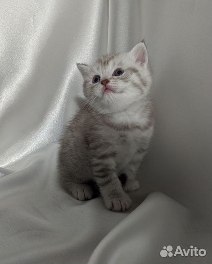 Британский котенок