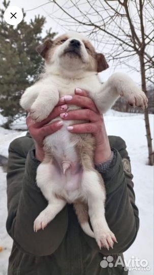 Щенки в добрые руки