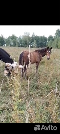 Кобылы продам