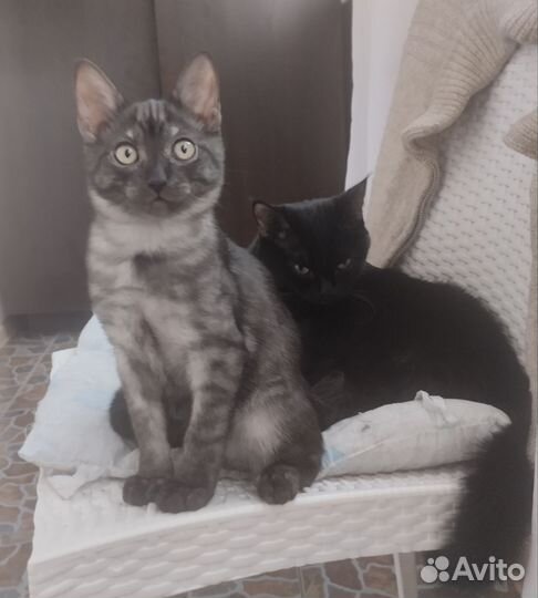 Котик в добрые руки