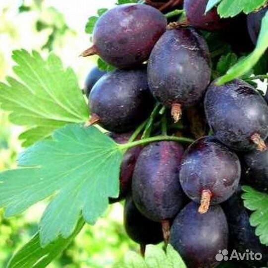 Крыжовник Грушенька