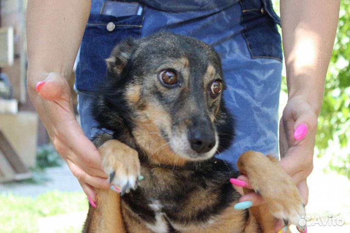 Собака в добрые руки