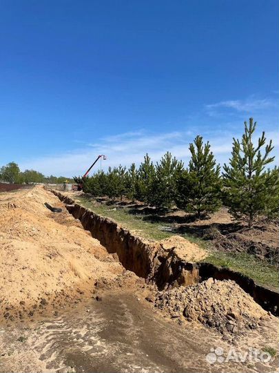 Сосна обыкновенная, крупномер