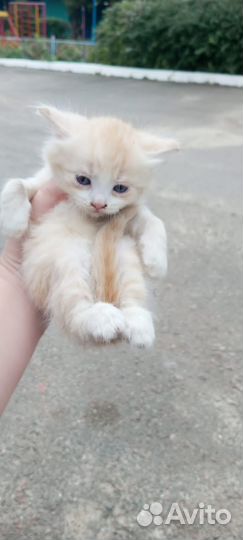 Кошки в добрые руки