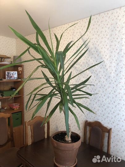 Пальма-драцена