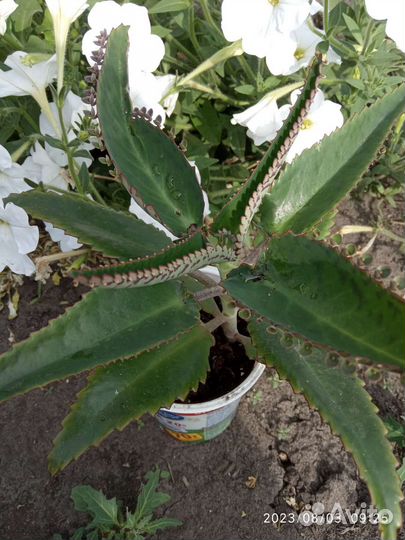 Каланхоэ лечебный, алоэ, индийский лук