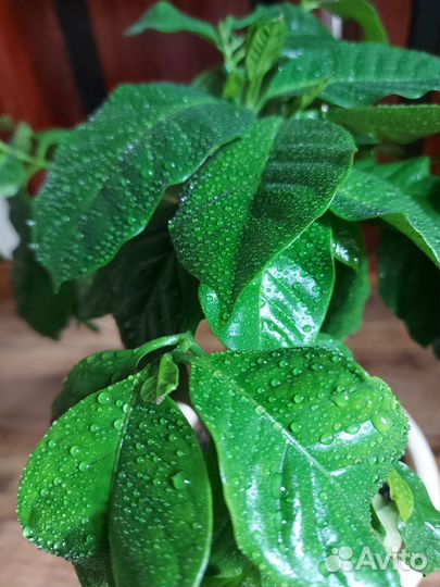 Кофейное дерево, кофе аравийский