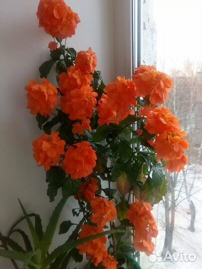 Красавица кроссандра