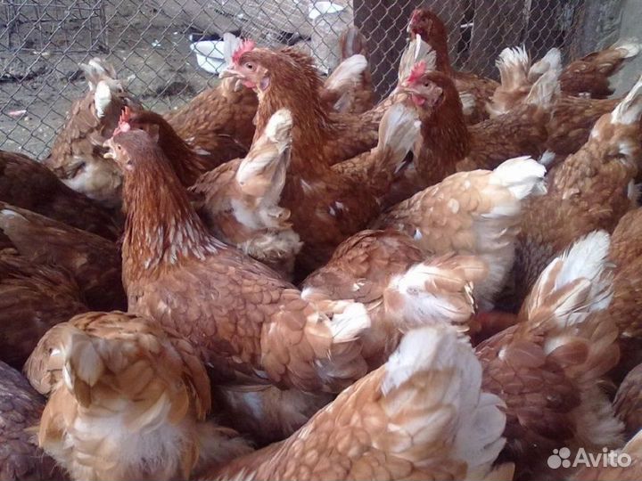 Куры несушки Хайсекс Браун порода