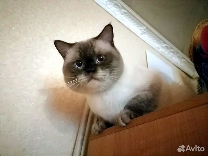 Британский кот вязка