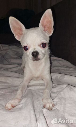 Случка чихуахуа