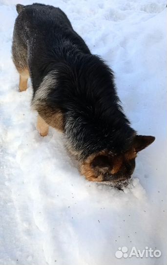 Немецкая овчарка в добрые руки