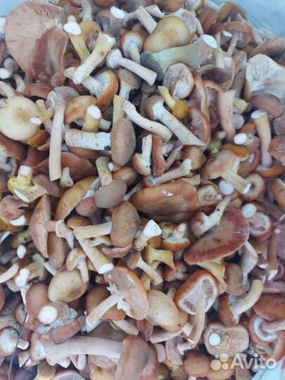 Грибы опята свежие