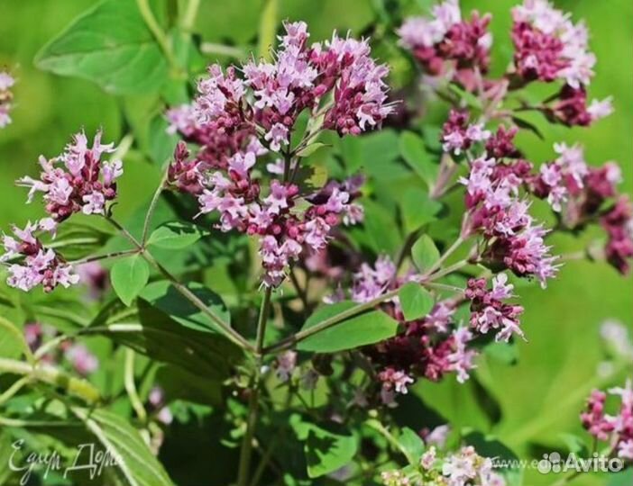 Рассада Душицы (Орегано)