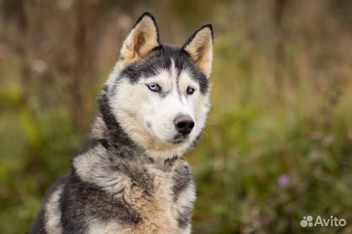 Хаски Эмили