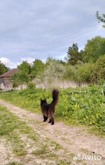 Мейн-кун кошка