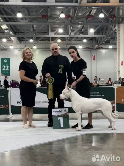 Кинологический центр Top Dog