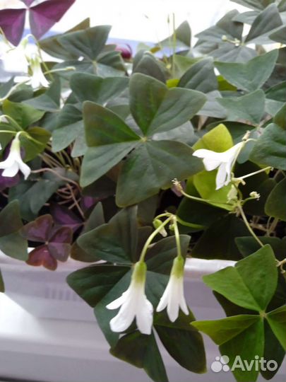 Кислица оксалис