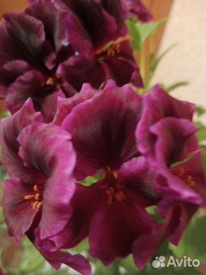 Герань пеларгония