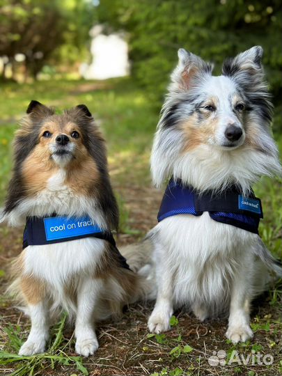 Охлаждающие попоны Cool on Track