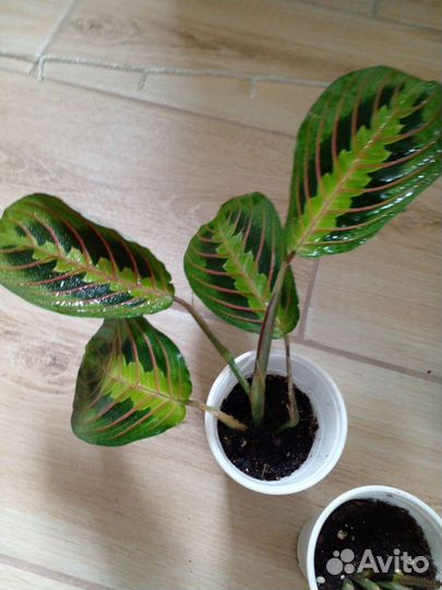 Маранта триколор